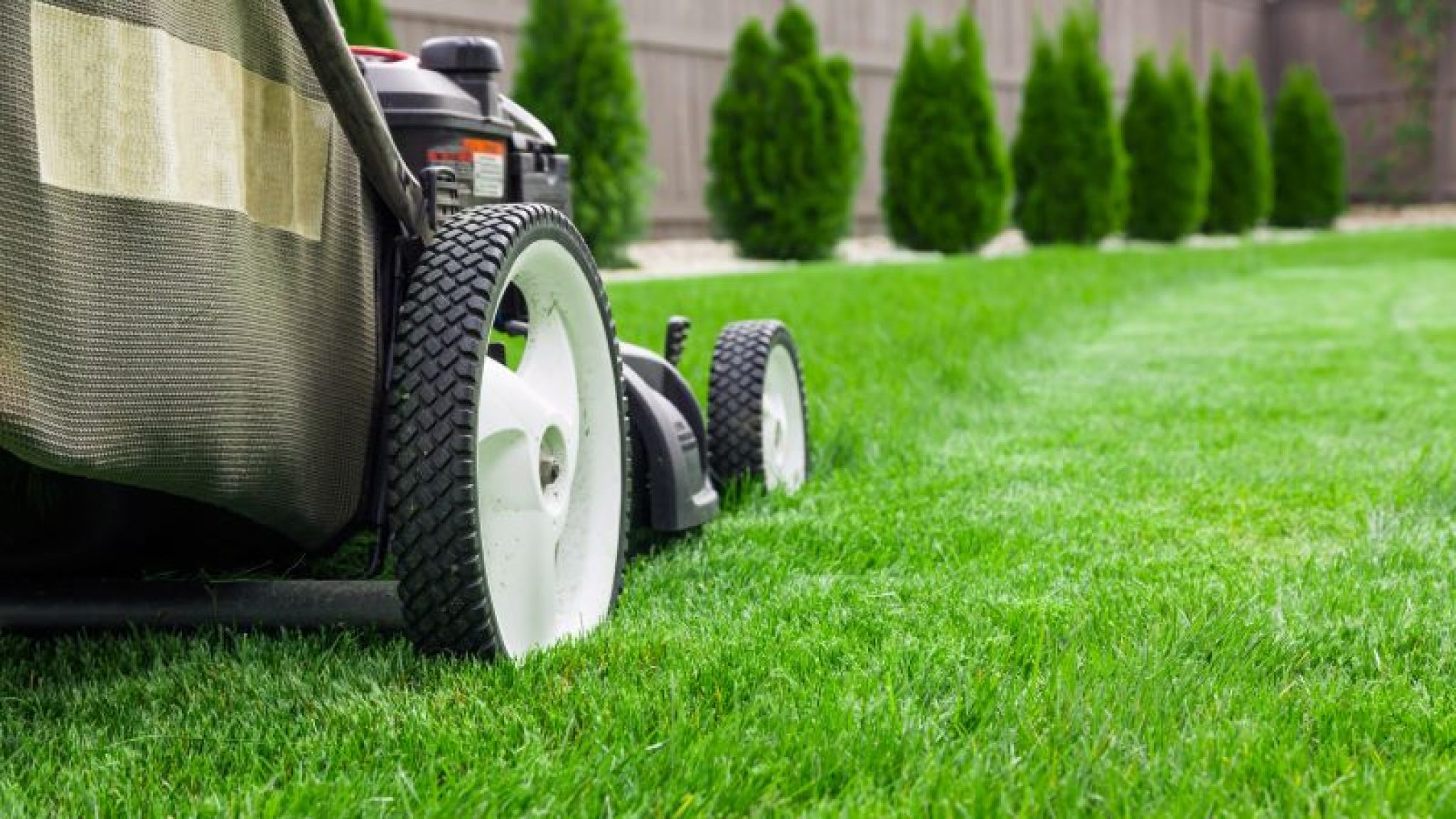 The Best and Most Affordable Lawn Care Services AskAlbert